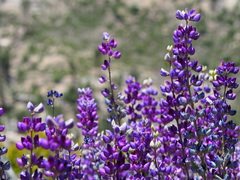 Lupinus argenteus montigenus