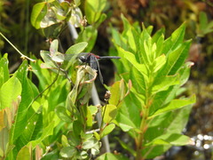 Leucorrhinia glacialis