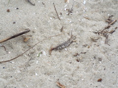 Psinidia fenestralis