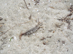 Psinidia fenestralis