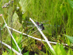 Leucorrhinia glacialis