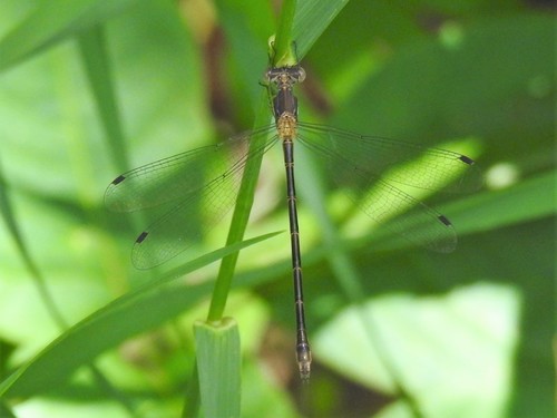 Sweetflag Spreadwing photo 6