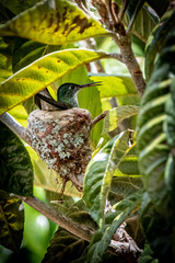 Saucerottia cyanocephala