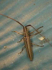 Hippopsis lemniscata