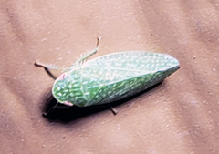 Rugosana