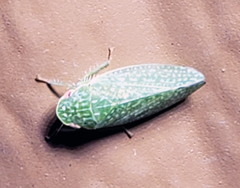 Rugosana