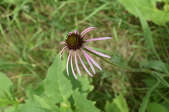 Echinacea pallida