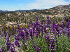 Lupinus argenteus montigenus