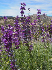 Lupinus argenteus montigenus