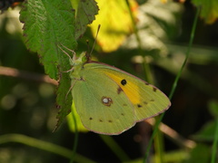 Colias croceus