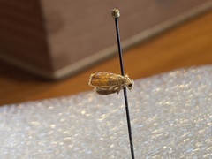 Insecta