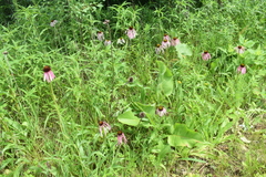 Echinacea pallida