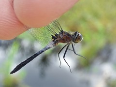Leucorrhinia frigida