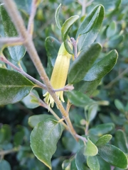 Correa glabra glabra