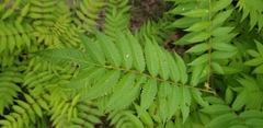 Sorbaria