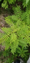 Sorbaria