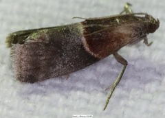 Acrobasis demotella