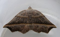 Metanema determinata