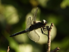 Libellula fulva