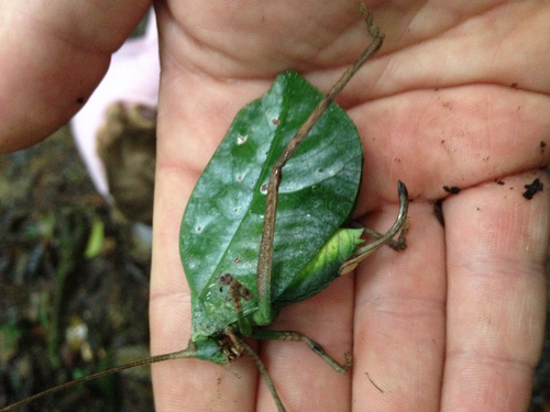 Cycloptera speculata