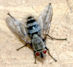Microphthalma disjuncta