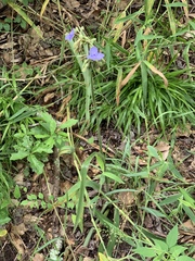 Tradescantia reverchonii