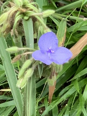 Tradescantia reverchonii