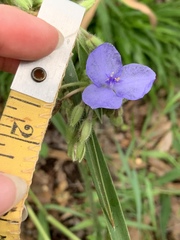 Tradescantia reverchonii