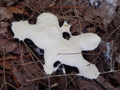 Fuligo septica candida
