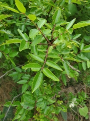 Zanthoxylum hirsutum