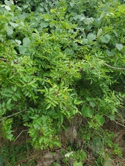 Zanthoxylum hirsutum