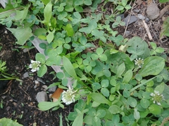 Trifolium repens