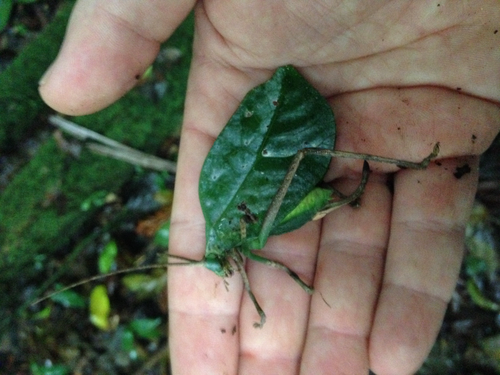 Cycloptera speculata