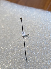 Insecta