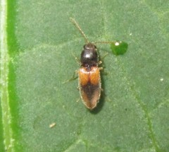 Horistonotus curiatus