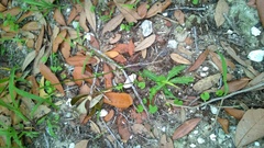 Hypochaeris chillensis