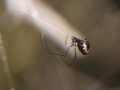 Argyrodes rainbowi