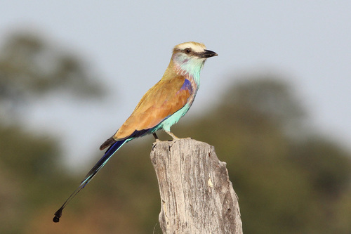 Coracias spatulatus