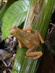 Atelopus flavescens