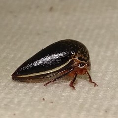 Stictopelta marmorata