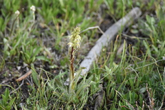 Pedicularis parryi