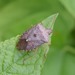 Brown Stink Bug - Photo (c) Carolyn Gritzmaker, some rights reserved (CC BY-NC), uploaded by Carolyn Gritzmaker