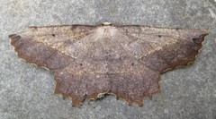 Euchlaena obtusaria
