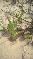Opuntia macrarthra