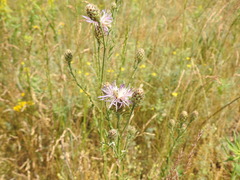 Centaurea pseudomaculosa