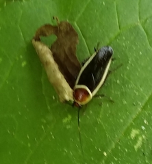 Pseudomops septentrionalis