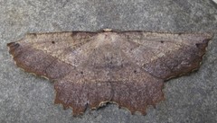 Euchlaena obtusaria