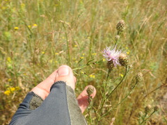 Centaurea pseudomaculosa