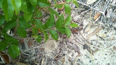 Sageretia minutiflora