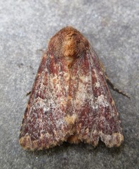 Sideridis congermana